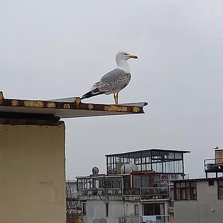 Ξενοδοχείο με διαμερίσματα Avsin