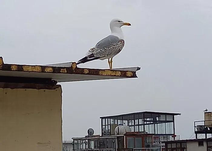 מלון דירות Avsin